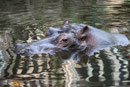 Zoo(m) Gelsenkirchen