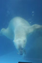 Zoo Singapur