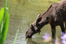Zoo(m) Gelsenkirchen