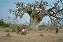 Baobab