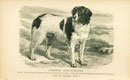 Dog Print 1897 Landseer Newfoundland Dog named PRINCE CHARLIE