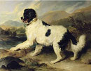 Newfoundland Dog Called Lion - Dated 1824