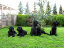 Alf Earl Magic Hatari Jimmy