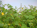 Abutilon theophrasti M.