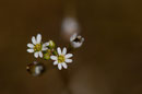 Erophila verna - détail des fleurs - Buxerolles (86) - 22 mars 2010