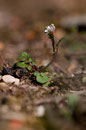 Cardamine hérissée - Buxerolles (86) - 22 mars 2010