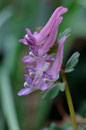 Corydalis solida - Aslonnes (86) - 13 /03/2011