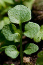 Cardamine hérissée - Détail de la feuille - Buxerolles (86) - 22 mars 2010