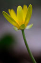 Ranunculus ficaria subsp. bulbilifer Lambinon - Aslonnes (86) - 13 /03/2011