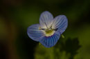Veronica persica - Buxerolles (86) - 22 mars 2010