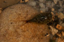 Triops 