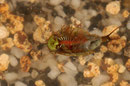 Triops - face ventrale 