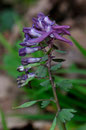 Corydalis solida - Aslonnes (86) - 13 /03/2011