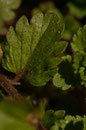 Veronica persica - feuilles - Buxerolles (86) - 22 mars 2010