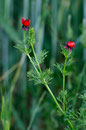Adonis goutte de sang - Frozes (86) - 14/05/2011