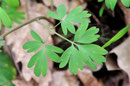 Corydalis solida - feuilles - Aslonnes (86) - 13 /03/2011