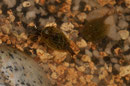 Triops 