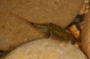 Triops - profile