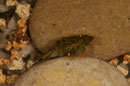 Triops - profile