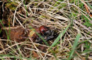 Grillon des champs - Orches (86) - 13/04/2013