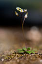 Erophila verna - Plante entière avec fruits - Buxerolles (86) - 22 mars 2010