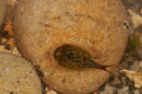 Triops