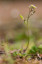 Erophila verna - Plante entière avec fruits - Buxerolles (86) - 22 mars 2010