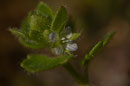 Veronica hederifolia - Buxerolles (86) - 22 mars 2010
