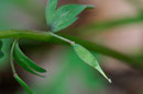 Corydalis solida - jeune fruit - Aslonnes (86) - 13 /03/2011