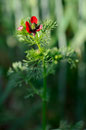 Adonis goutte de sang - Frozes (86) - 14/05/2011