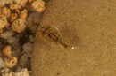 Jeune triops 
