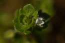 Veronica hederifolia - Buxerolles (86) - 22 mars 2010