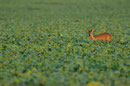 Chevrette - Coulombier - 30/10/2011