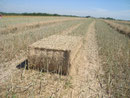 Balle 70x120 paille de colza