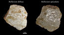 Echantillon BDX 8020. Fouilles de l'Ak Saray de 1996.  Conservé au Musée Amir Temur de Shahrisabz (photo : F.Moncada, 2003)