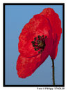 Mohnblume
