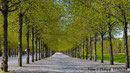 Allee