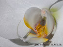 Orchidee