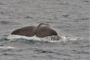Die Walfluke...