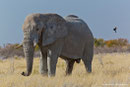 Dieser Elefant wollte uns nun überhaupt nicht vorbei lassen. Das austretende Sekret an  der Schläfe ist schon ein Hinweis auf die erregte Gefühlslage des alten Bullen!