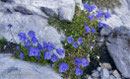 Glockenblumen am Wegrand