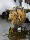 Was für ein Erlebnis, diesem seltenen Vogel so nah sein zu dürfen!