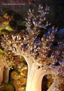 Capnella imbricata - Bäumchenweichkoralle
