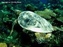 Caretta caretta - Unechte Karettschildkröte