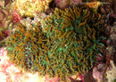 Rhodactis indosinensis - Scheibenanemone