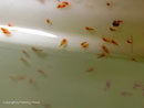 Copepode Tigriopus californicus