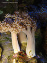 Capnella imbricata - Bäumchenweichkoralle