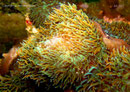 Rhodactis indosinensis - Scheibenanemone