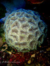 Favia sp. Hirnkoralle