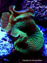 Discosoma rhodostoma